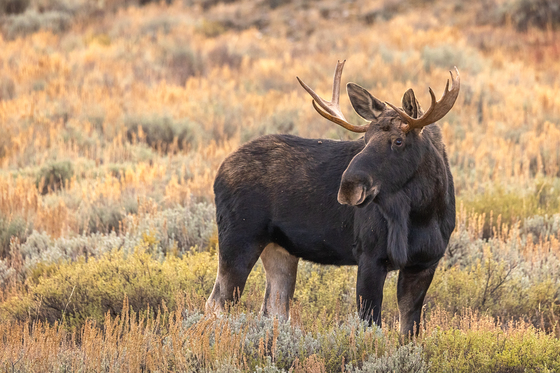 Grand Teton National Park