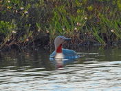 Red-throated Loon