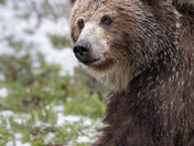 Grizzly pondering Spring