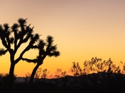 Joshua Tree National Park
