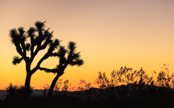 Joshua Tree National Park