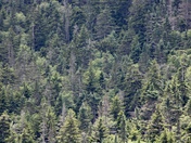 White Mountains National Forest