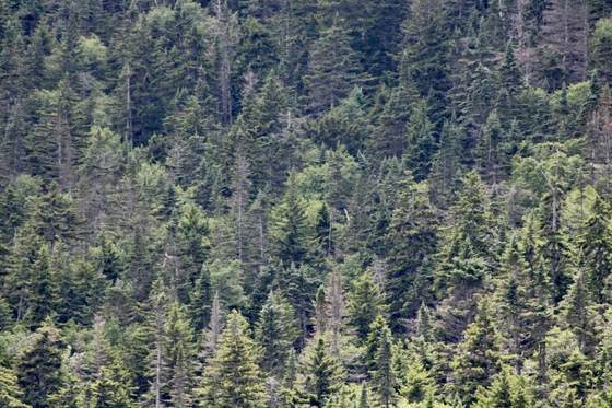 White Mountains National Forest