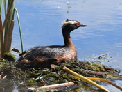 Horned Grebe on nest