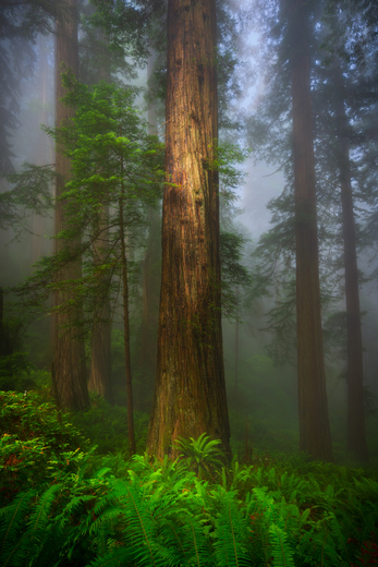 Redwood National and State Parks