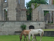 Cumberland Island