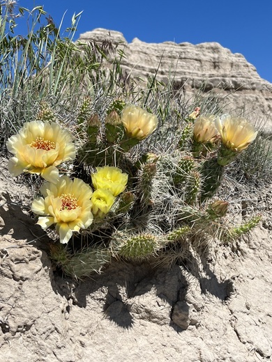Badlands National Park 