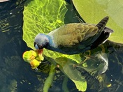 Everglades National Park