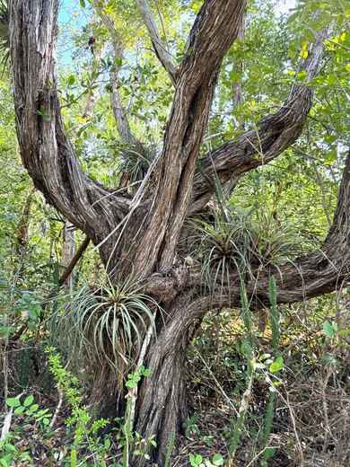 Everglades National Park