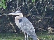 Skokie Lagoons Nature Preserve IL