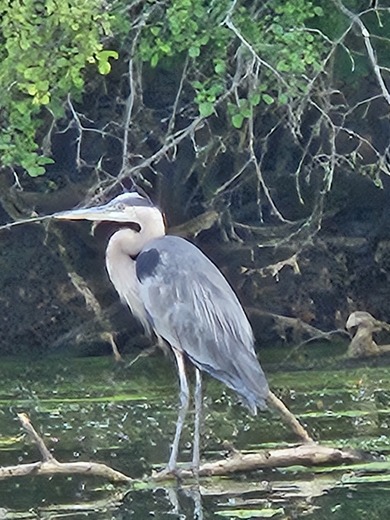Skokie Lagoons Nature Preserve IL