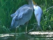 Skokie Lagoons Nature Preserve IL