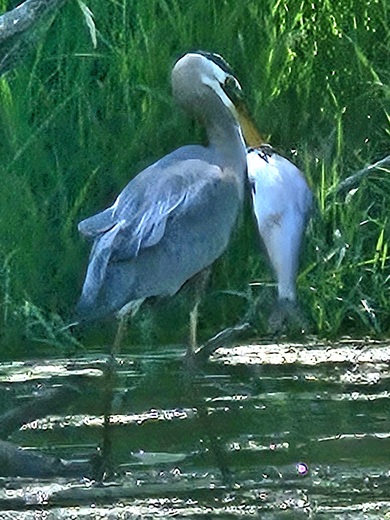 Skokie Lagoons Nature Preserve IL