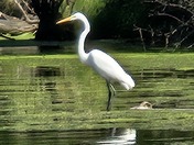 Skokie Lagoons Nature Preserve IL 
