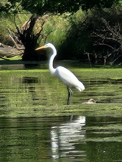 Skokie Lagoons Nature Preserve IL 