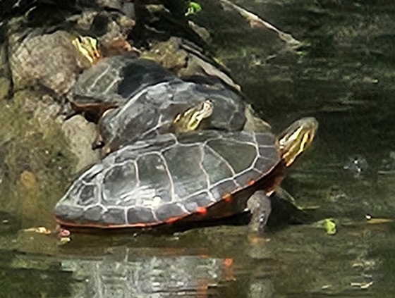 Skokie Lagoons Nature Preserve IL 