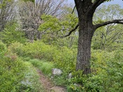 Shenandoah National Park