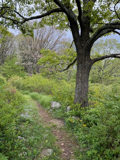 Shenandoah National Park