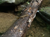 Chattahoochee-Oconee National Forest