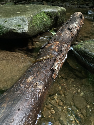 Chattahoochee-Oconee National Forest