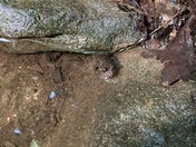 Chattahoochee-Oconee National Forest