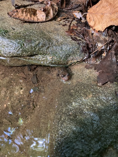 Chattahoochee-Oconee National Forest