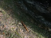 Chattahoochee-Oconee National Forest