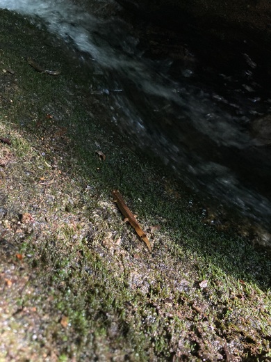 Chattahoochee-Oconee National Forest