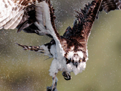 Osprey and Bullhead.
