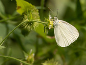 Mustard White Butterfly