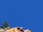 Zion National Park