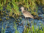 Willet
