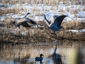 Sandhill cranes