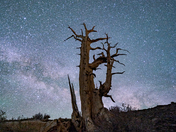 Ancient Bristlecone Pine Forest