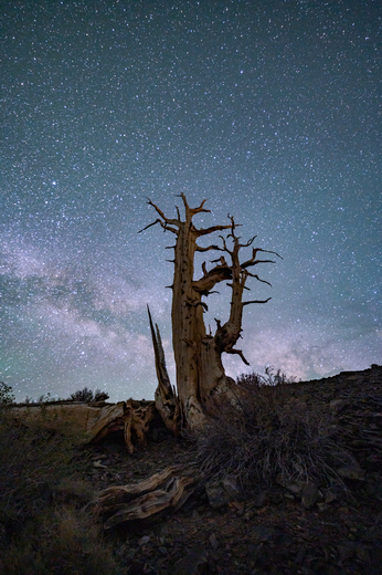 Ancient Bristlecone Pine Forest
