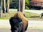 Yellowstone National Park