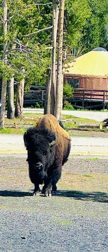 Yellowstone National Park