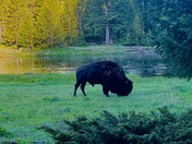 Yellowstone National Park