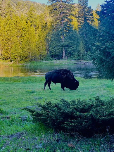 Yellowstone National Park