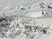 White Sands National Park