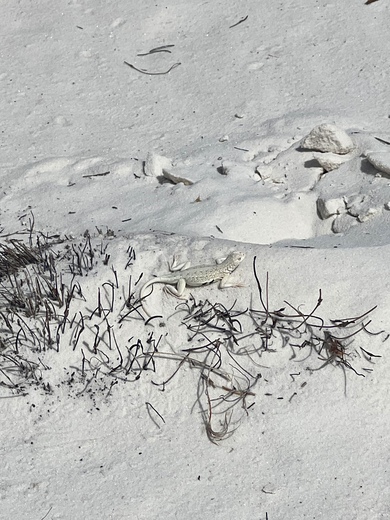 White Sands National Park