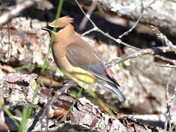 A Cedar Waxwing
