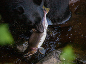 Tongass national forest