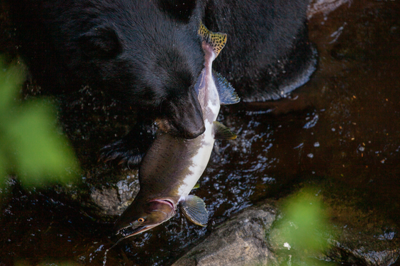Tongass national forest