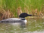 Common Loon