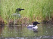 Common Loon Couple