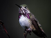 Calliope Hummingbird.