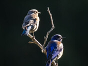 Western Bluebird Couple