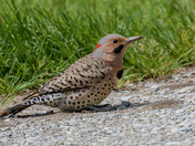 Northern flicker