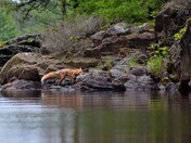 Swimming fox in Massassauga Provincial Park.